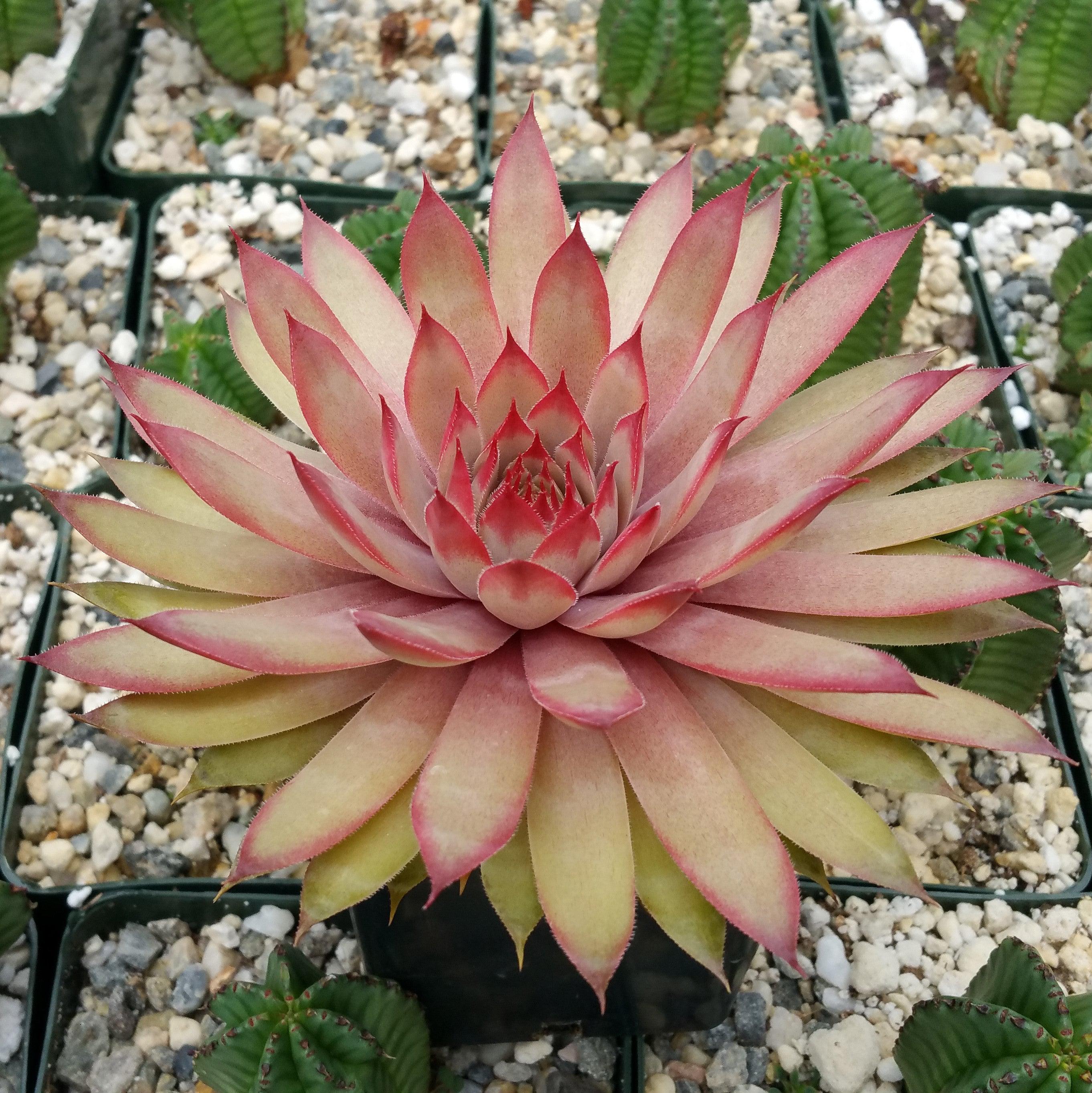 Sempervivum 'Ruby Heart' Hens and Chicks