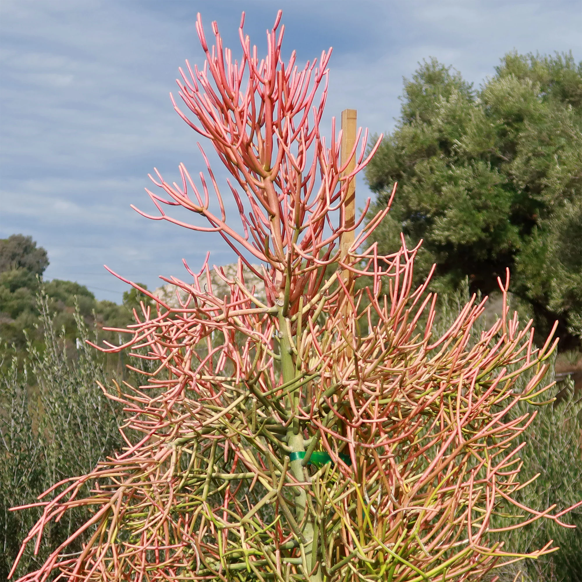 Pencil Cactus - Euphorbia tirucalli 'Firesticks'