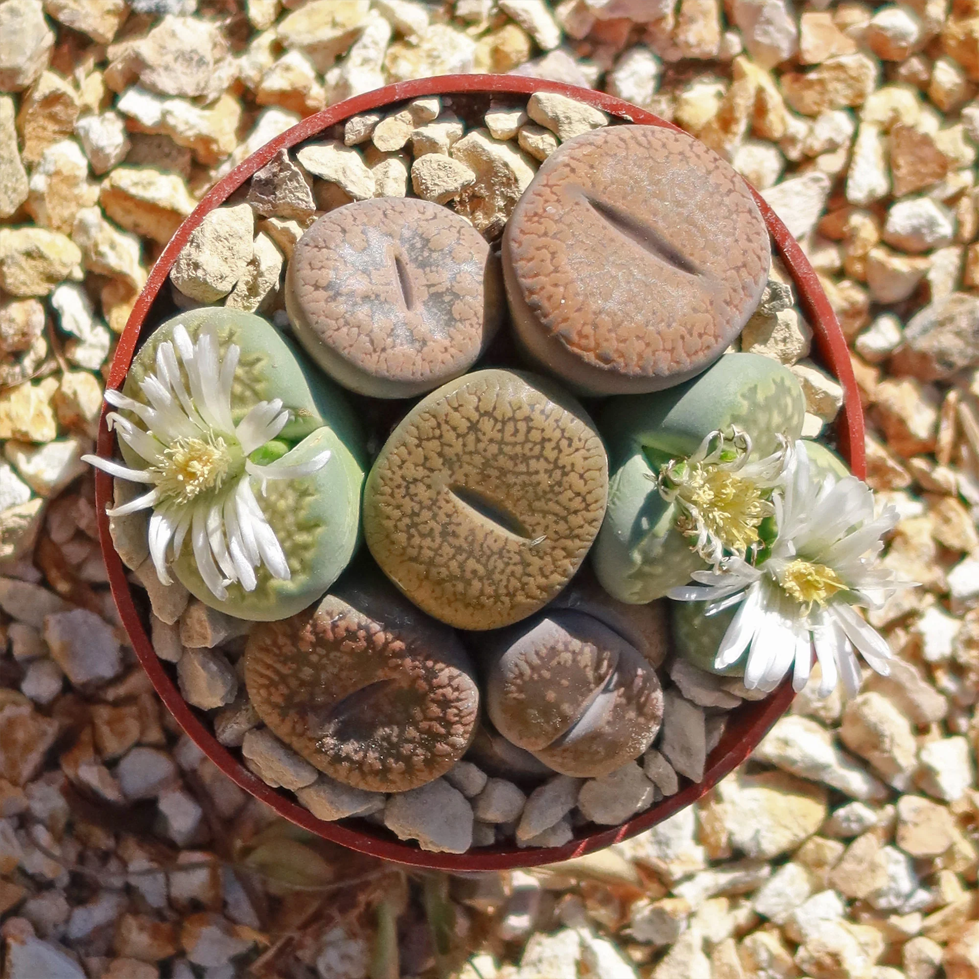 Living Stones Garden - Assortment of Lithops Plants