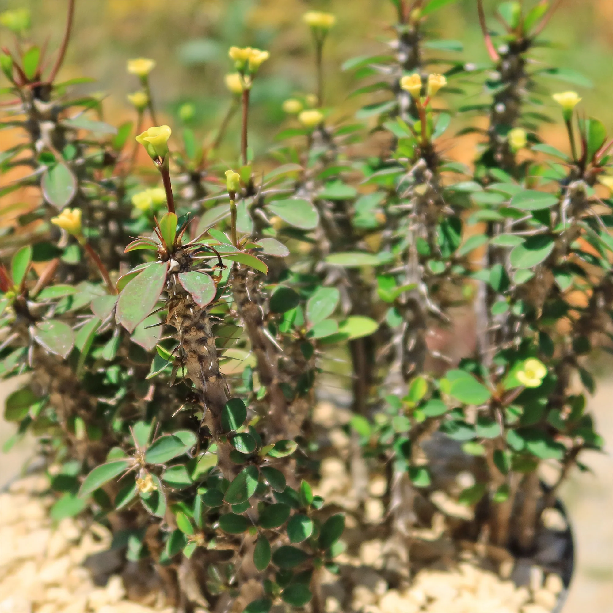 Euphorbia milii Yellow �C Crown of Thorns