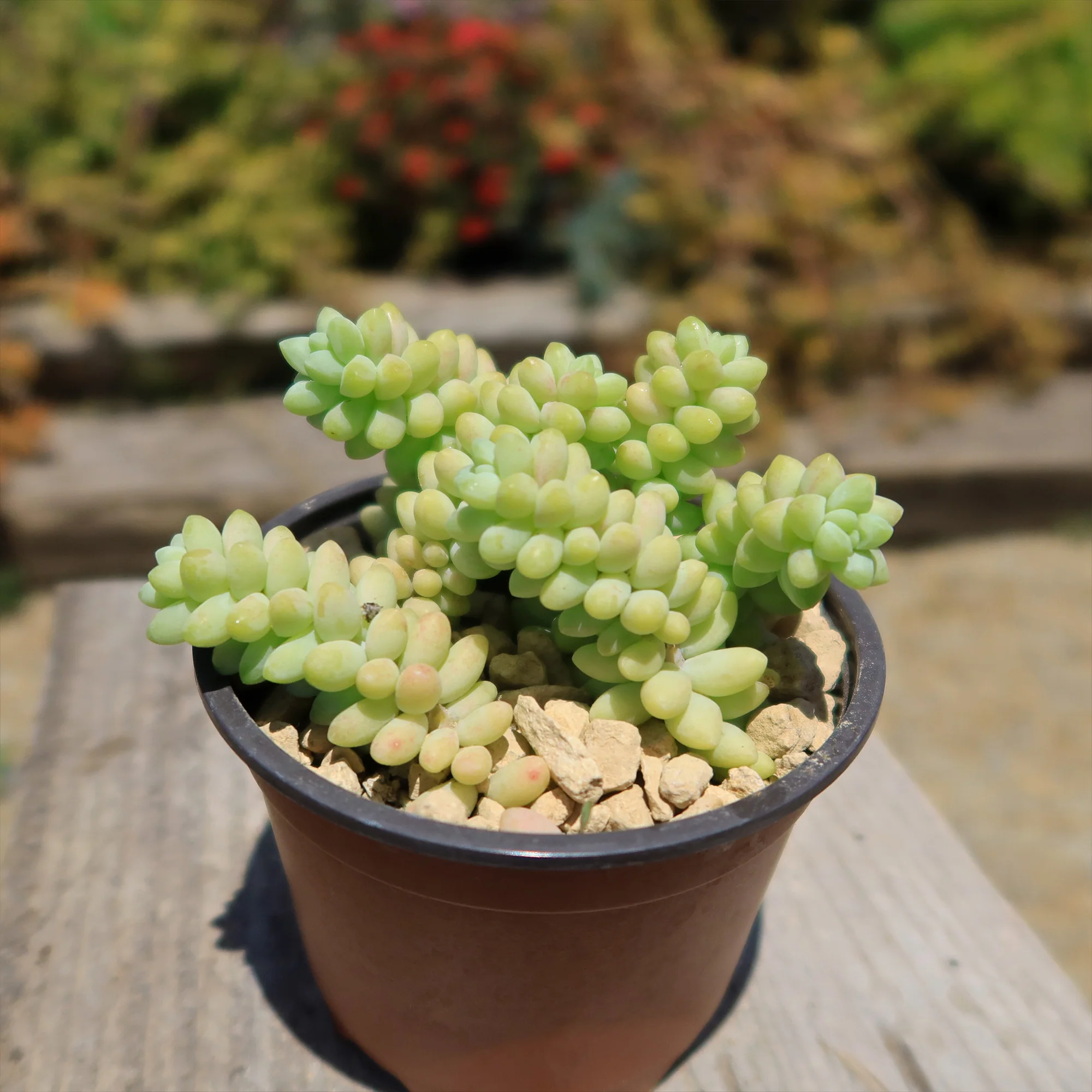 Burro��s Tail Succulent - Sedum morganianum ��Burrito��