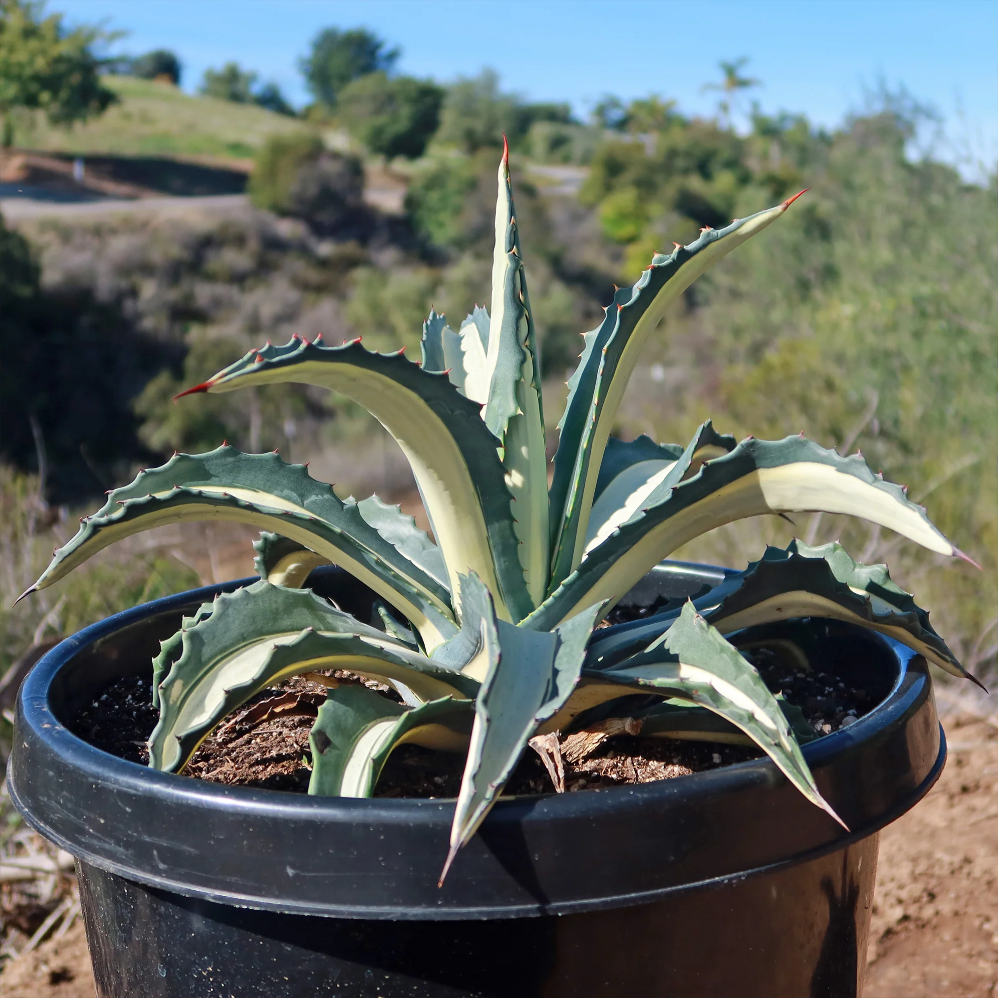 Agave mediopicta alba �C White Striped Century Plant