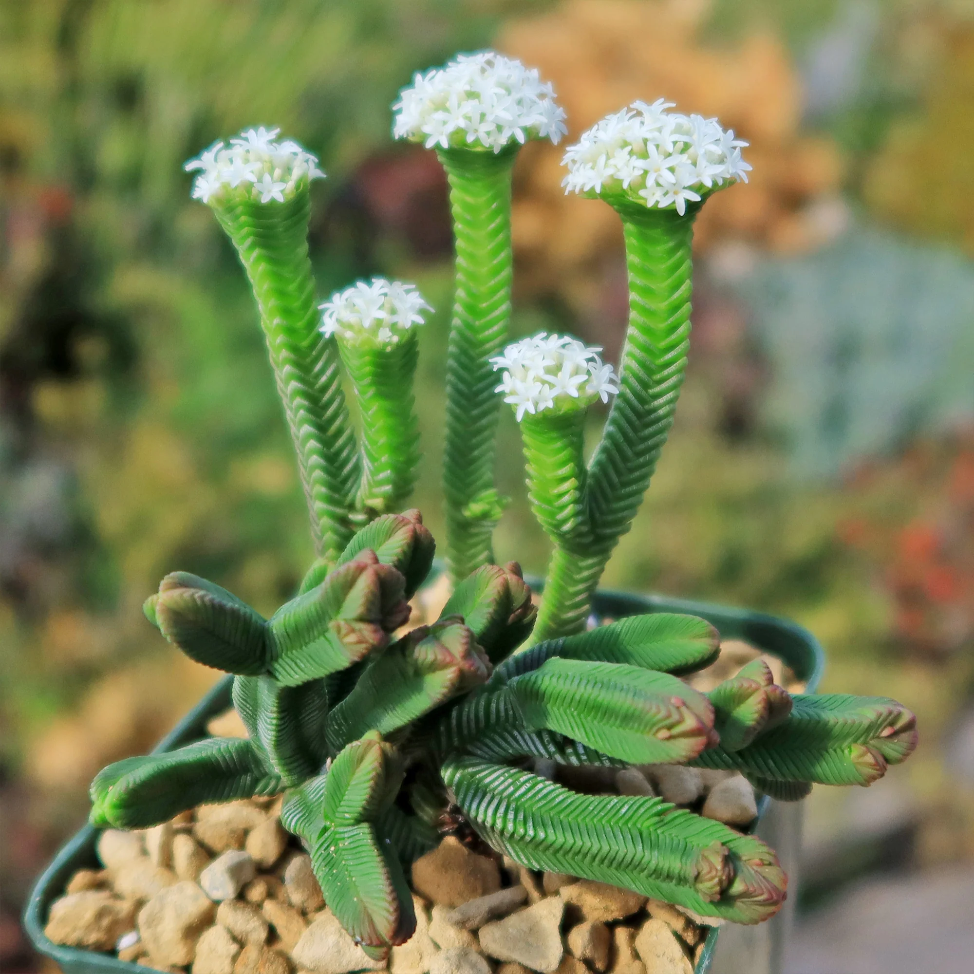 Pagoda Mini Jade ��Crassula pyramidalis��