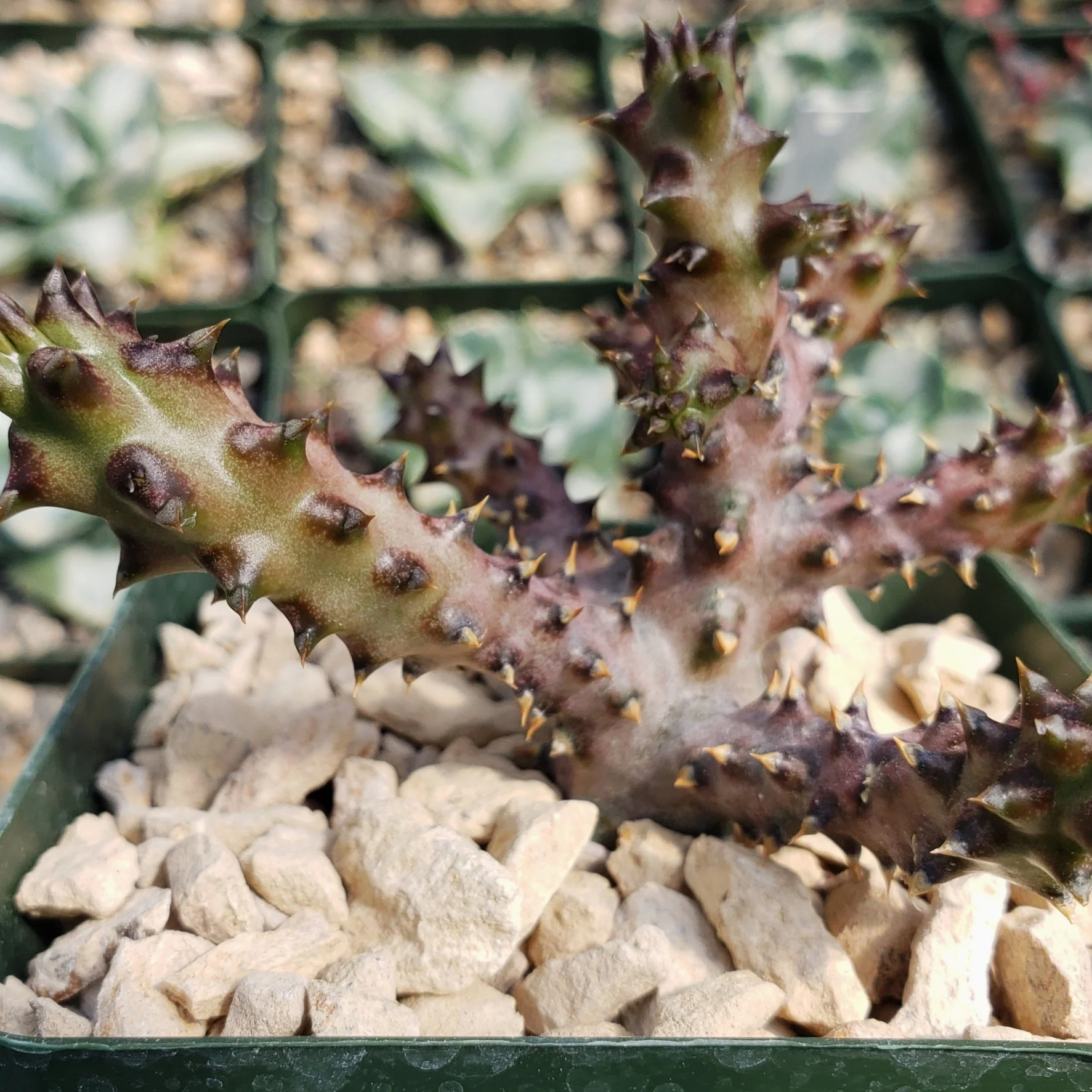 Persian Carpet Flower �C Edithcolea grandis