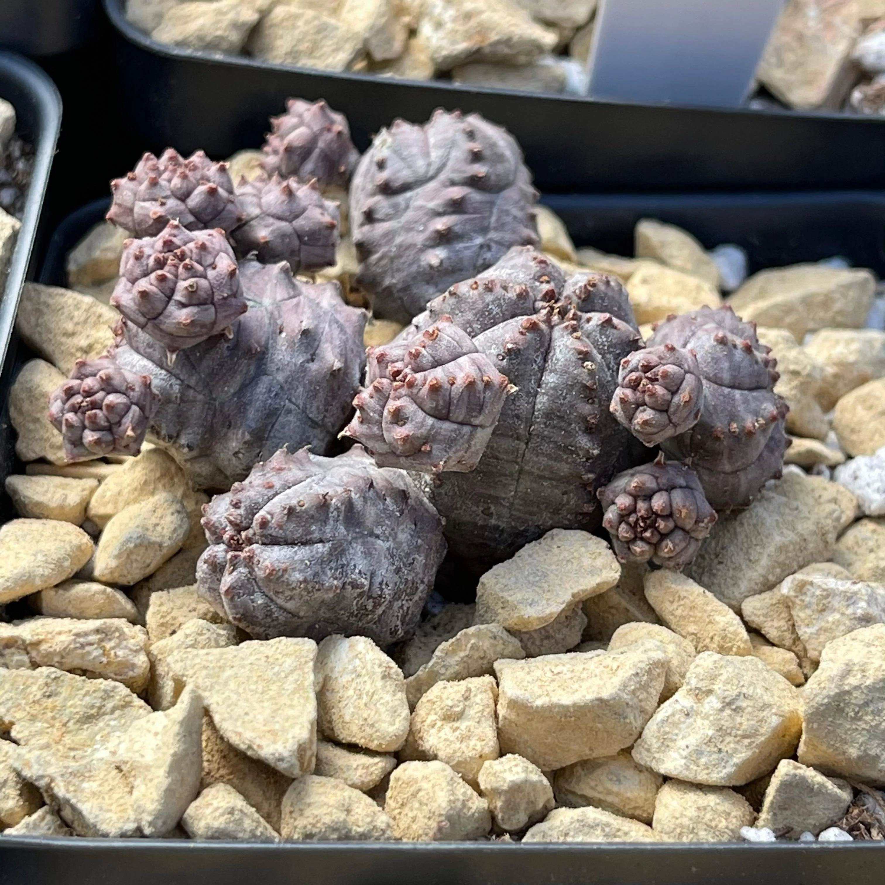 Euphorbia pseudoglobosa