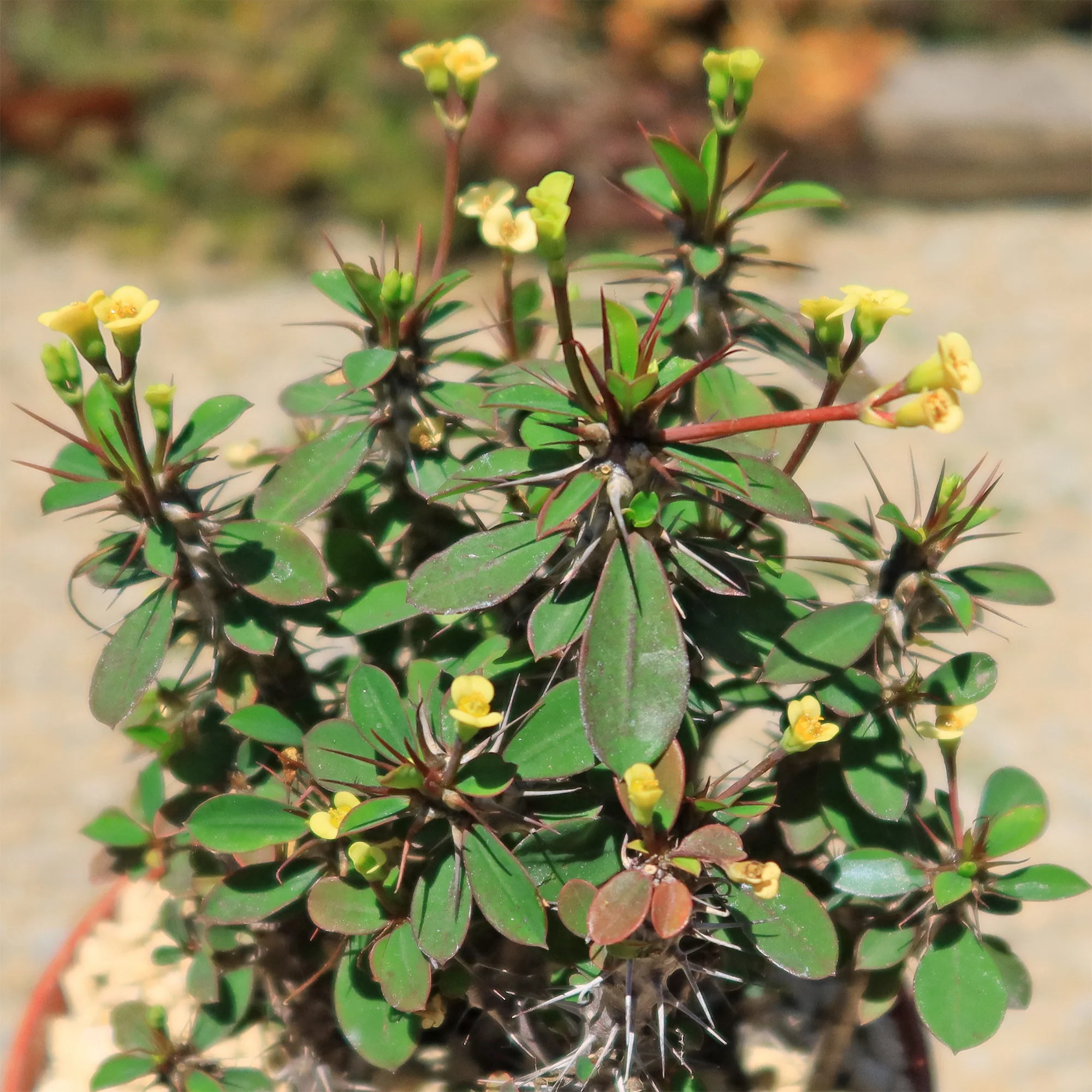 Euphorbia milii Yellow �C Crown of Thorns