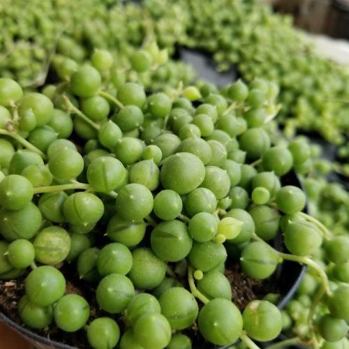 String of Pearls 'Senecio rowleyanus'