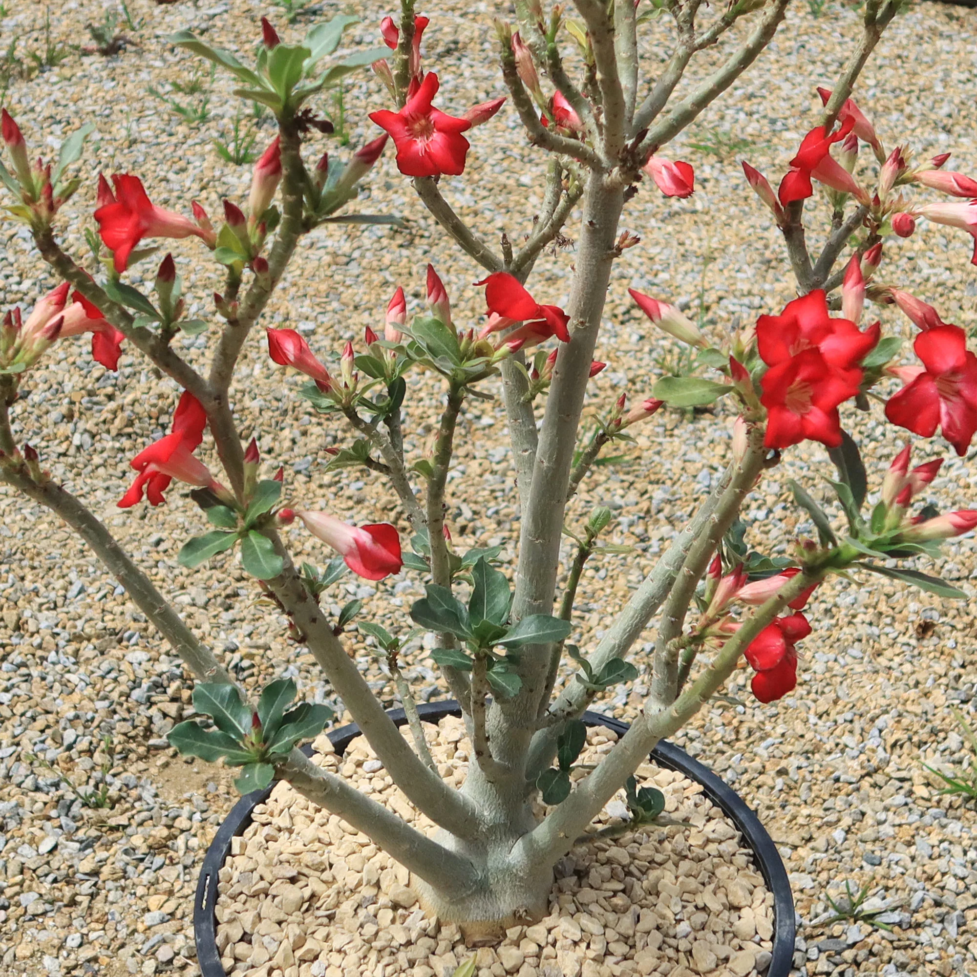 Desert Rose 'Adenium obesum'
