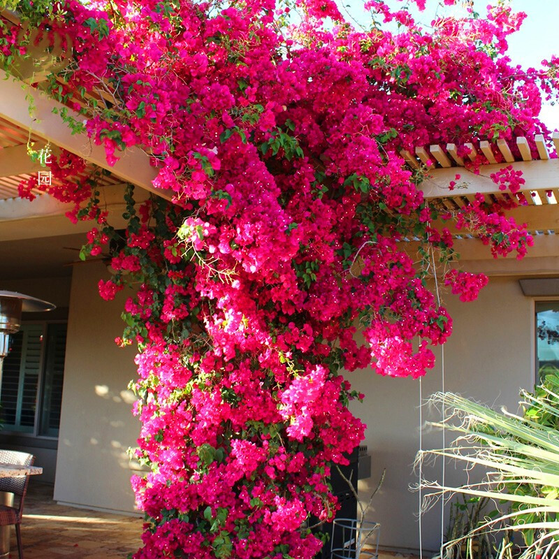 💐Bougainvillea – Easy To Grow And Beautiful