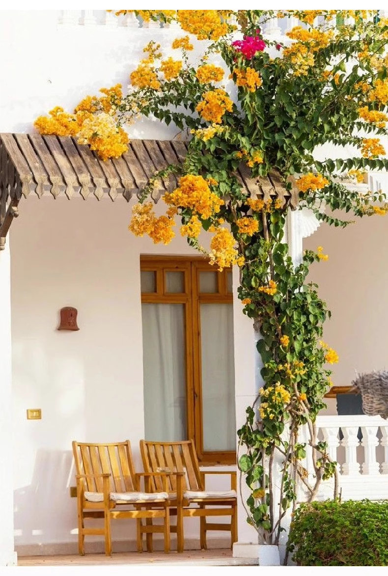 💐Bougainvillea – Easy To Grow And Beautiful