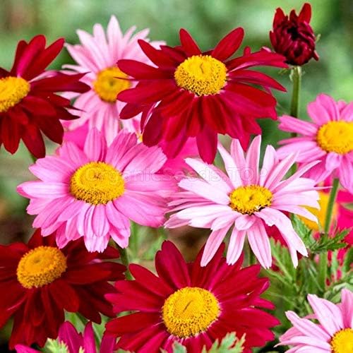 Pest Killer: Pyrethrum Daisy Seeds - Mixed Color