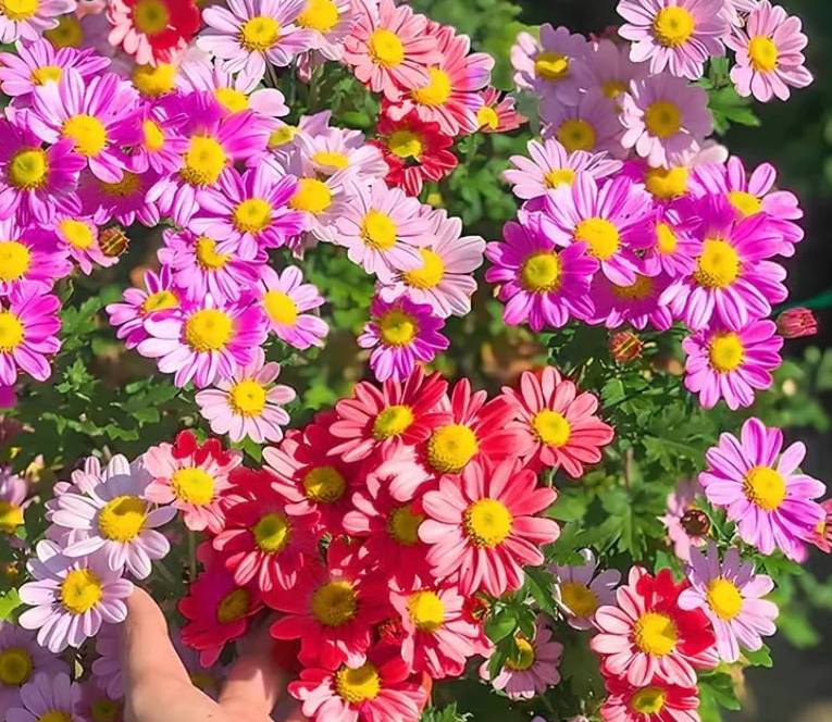 Pest Killer: Pyrethrum Daisy Seeds - Mixed Color