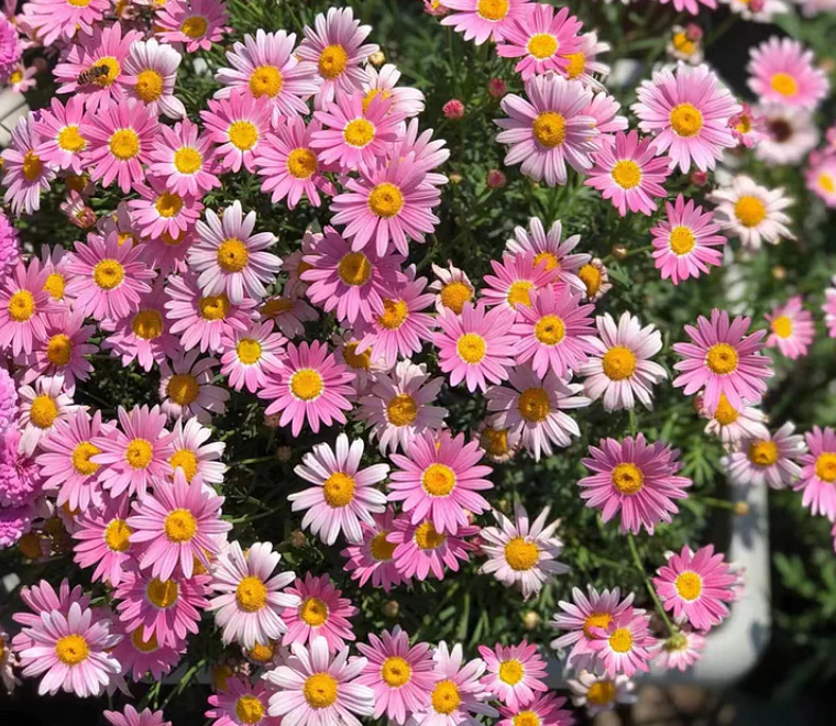 Pest Killer: Pyrethrum Daisy Seeds - Mixed Color