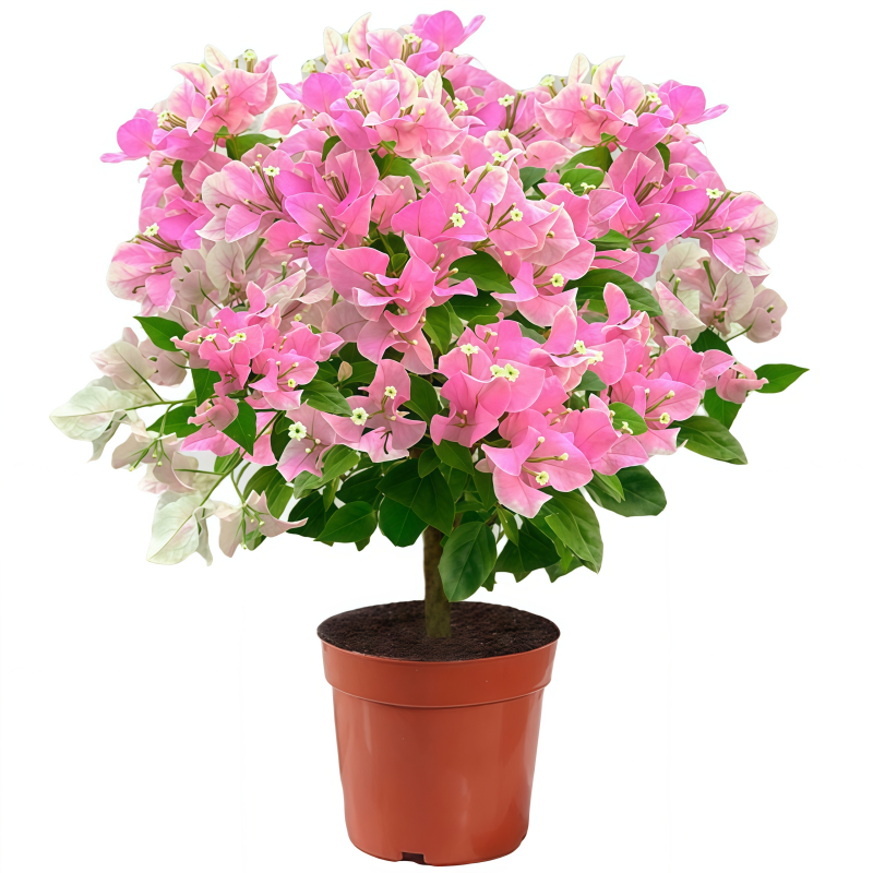 💐Bougainvillea – Easy To Grow And Beautiful