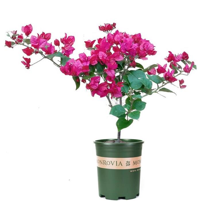 💐Bougainvillea – Easy To Grow And Beautiful