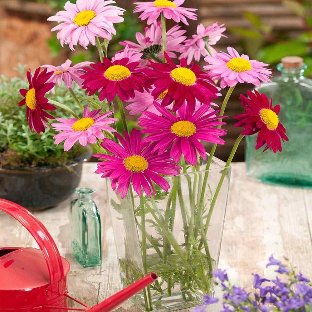 Pest Killer: Pyrethrum Daisy Seeds - Mixed Color