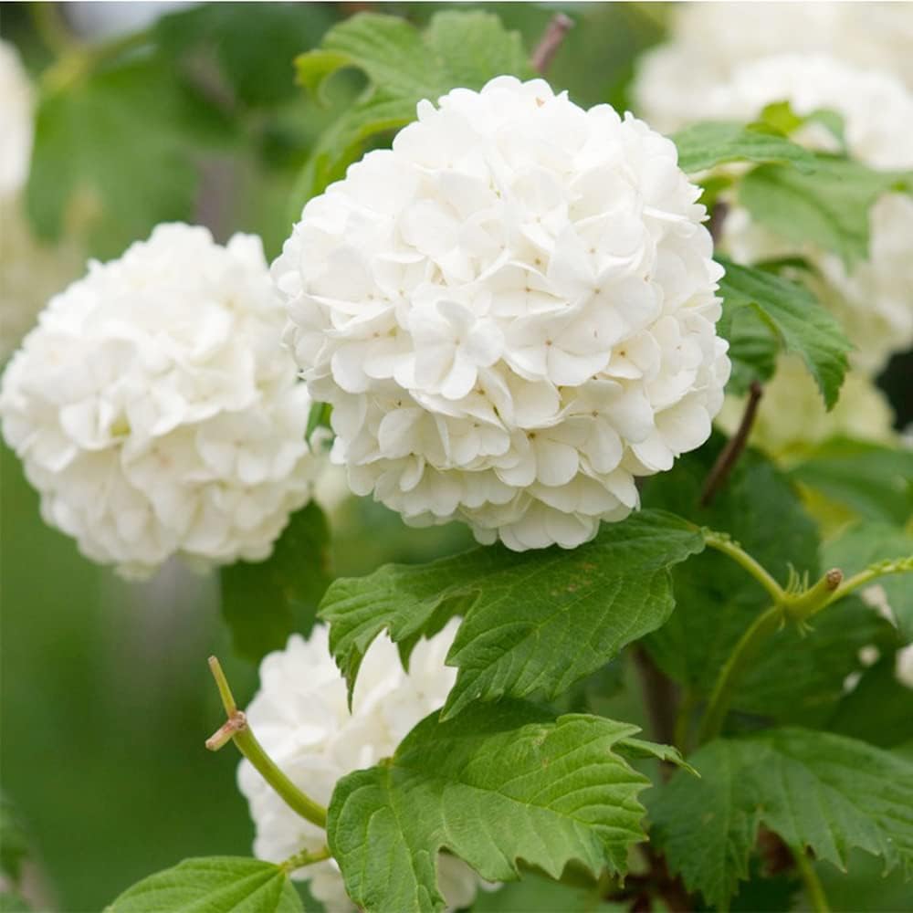 White Hydrangea Seeds 100 seeds Sow All Seasons Blooms for Years, Flower Seeds, Easy-to-grow in Courtyard Outdoor Garden