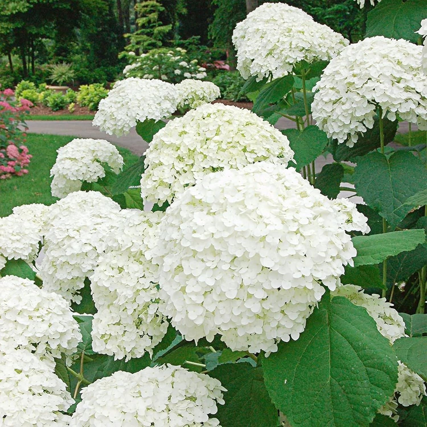 White Hydrangea Seeds 100 seeds Sow All Seasons Blooms for Years, Flower Seeds, Easy-to-grow in Courtyard Outdoor Garden