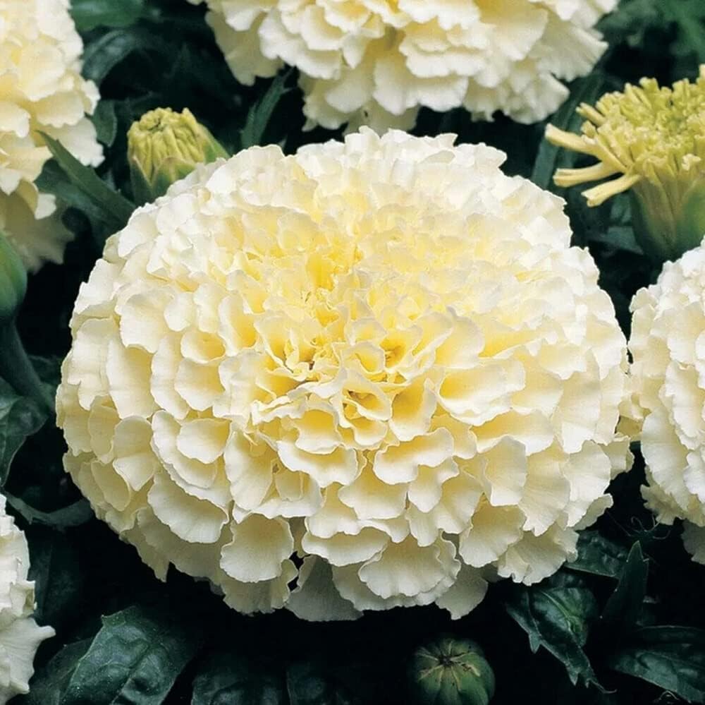 White Hydrangea Seeds 100 seeds Sow All Seasons Blooms for Years, Flower Seeds, Easy-to-grow in Courtyard Outdoor Garden