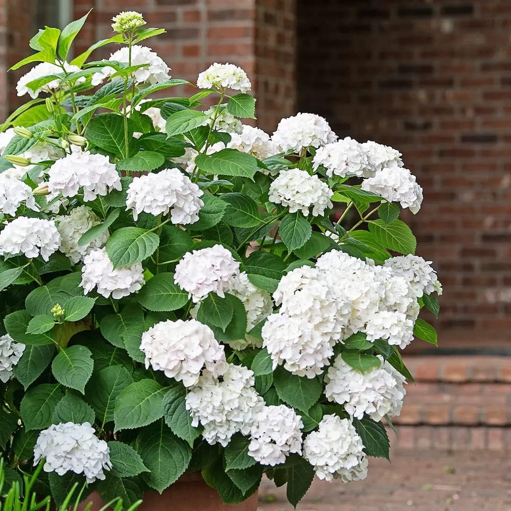 White Hydrangea Seeds 100 seeds Sow All Seasons Blooms for Years, Flower Seeds, Easy-to-grow in Courtyard Outdoor Garden