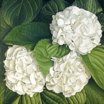 White Hydrangea Seeds 100 seeds Sow All Seasons Blooms for Years, Flower Seeds, Easy-to-grow in Courtyard Outdoor Garden
