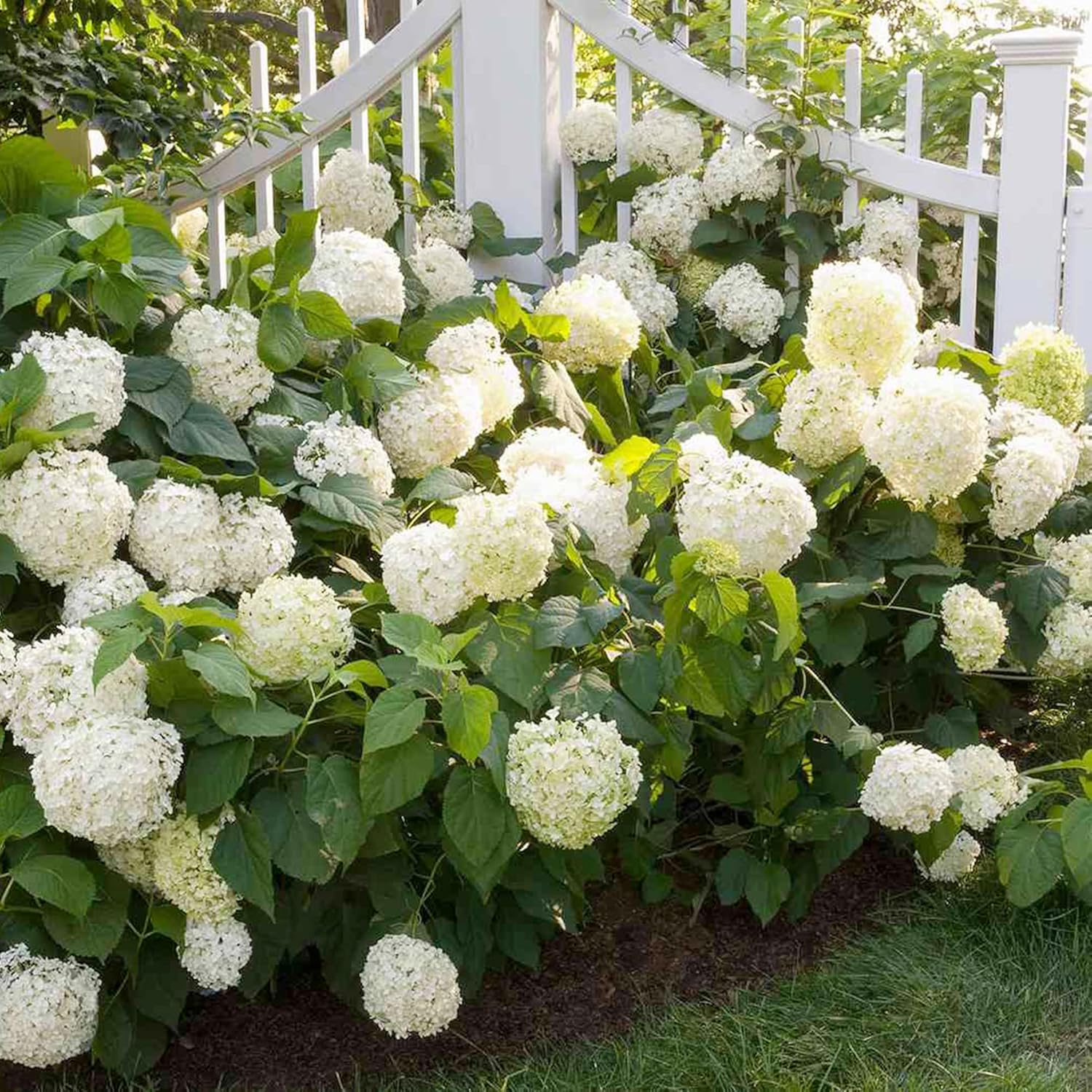 White Hydrangea Seeds 100 seeds Sow All Seasons Blooms for Years, Flower Seeds, Easy-to-grow in Courtyard Outdoor Garden