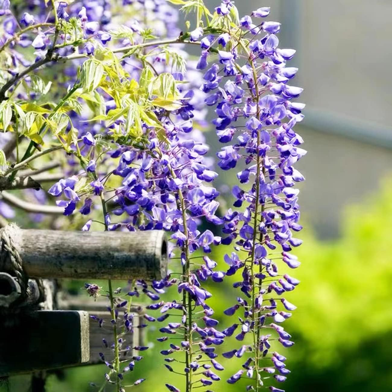 Wisteria Live Tree Seeds for Planting | Live Plants