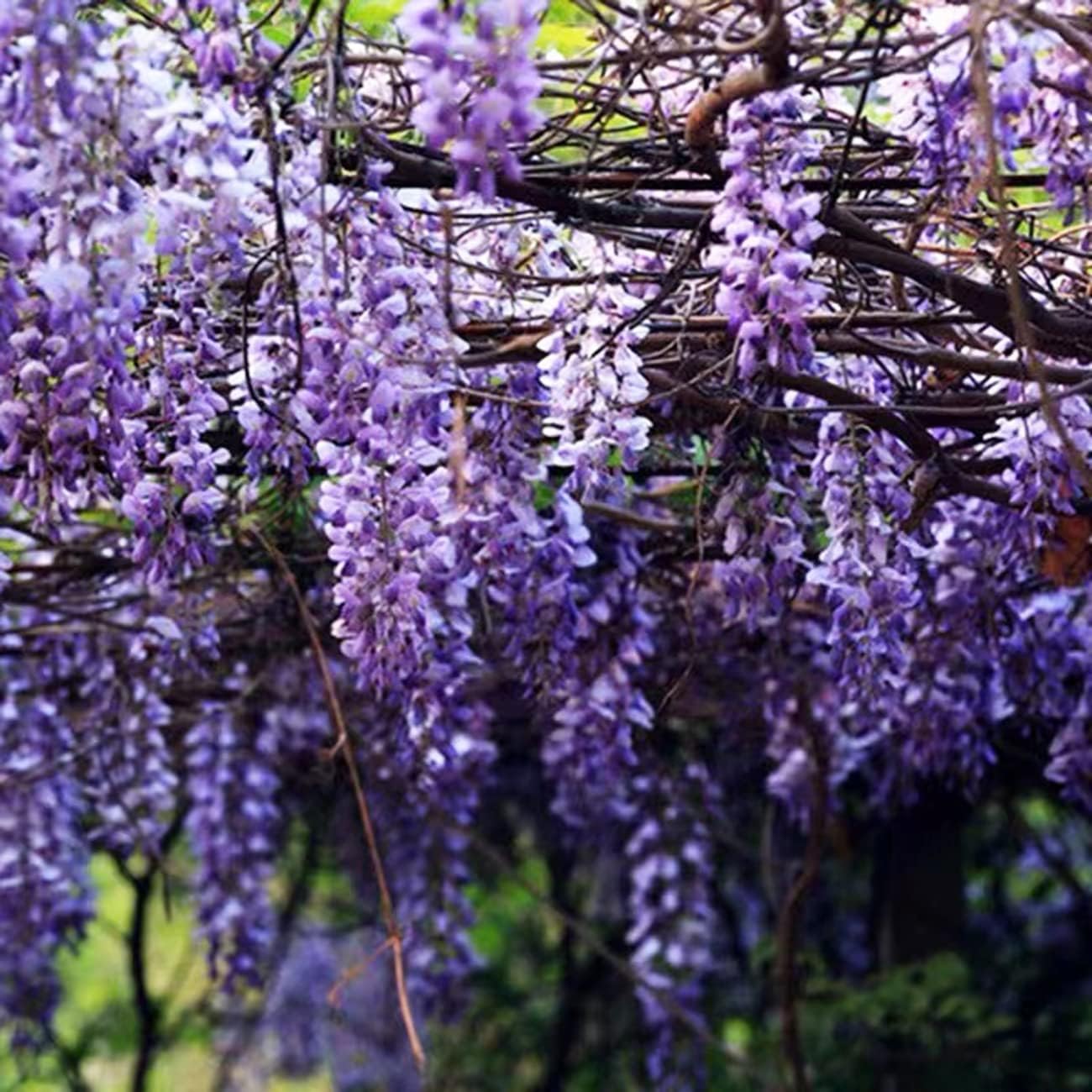 Wisteria Live Tree Seeds for Planting | Live Plants
