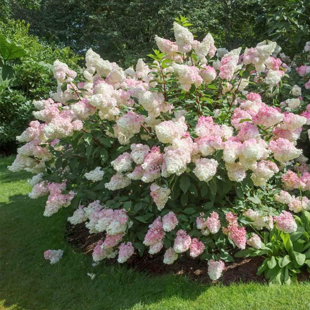100 Seeds Strawberry Hydrangea Hortensia Flower Seeds Showy Privacy Screens Striking Flower Tree for Pot Ground Bonsai