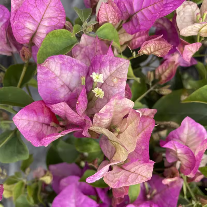 New Fresh 100pcs Bougainvillea Glabra Plant Seeds Generic