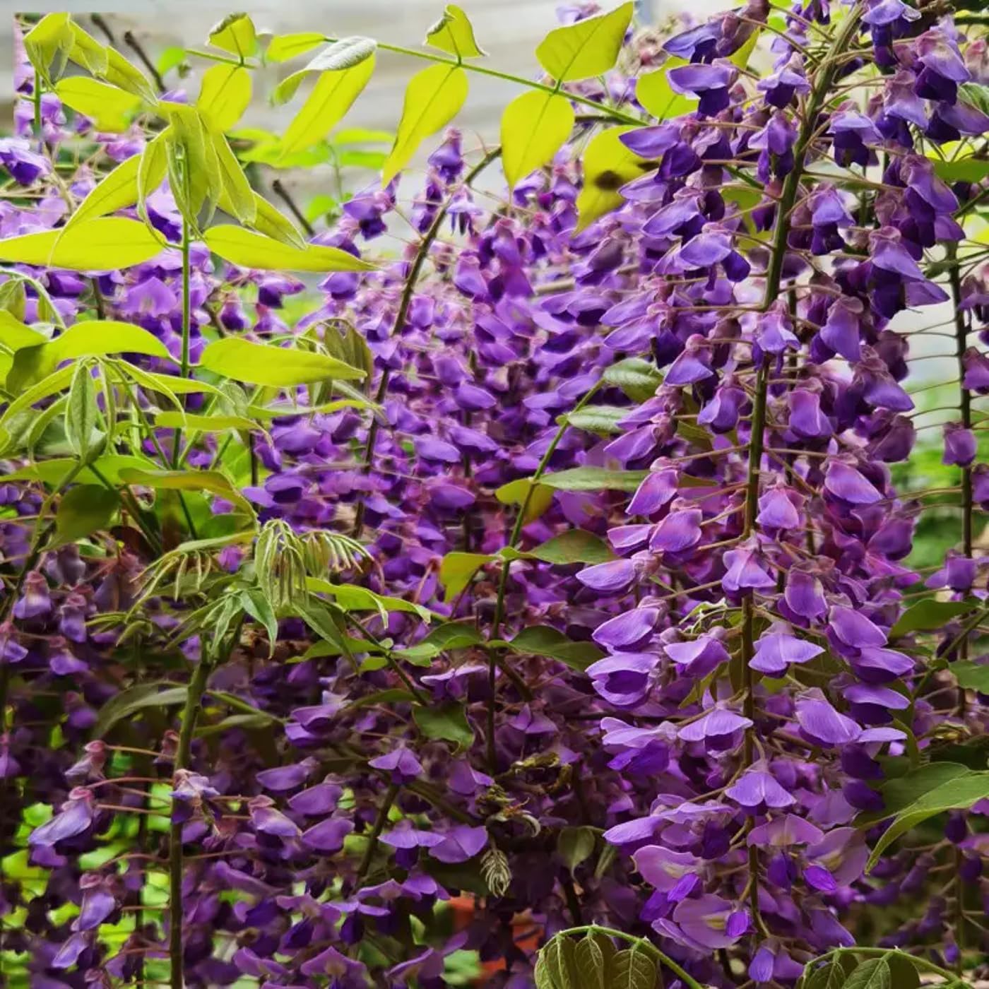 Wisteria Live Tree Seeds for Planting | Live Plants