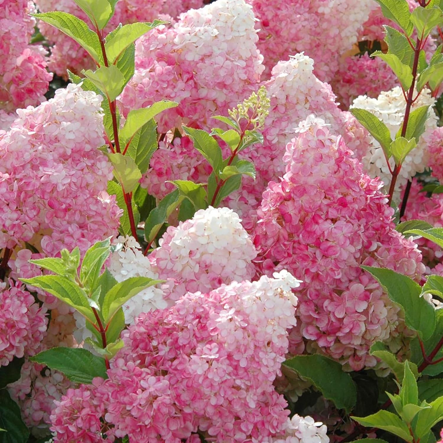 100 Seeds Strawberry Hydrangea Hortensia Flower Seeds Showy Privacy Screens Striking Flower Tree for Pot Ground Bonsai