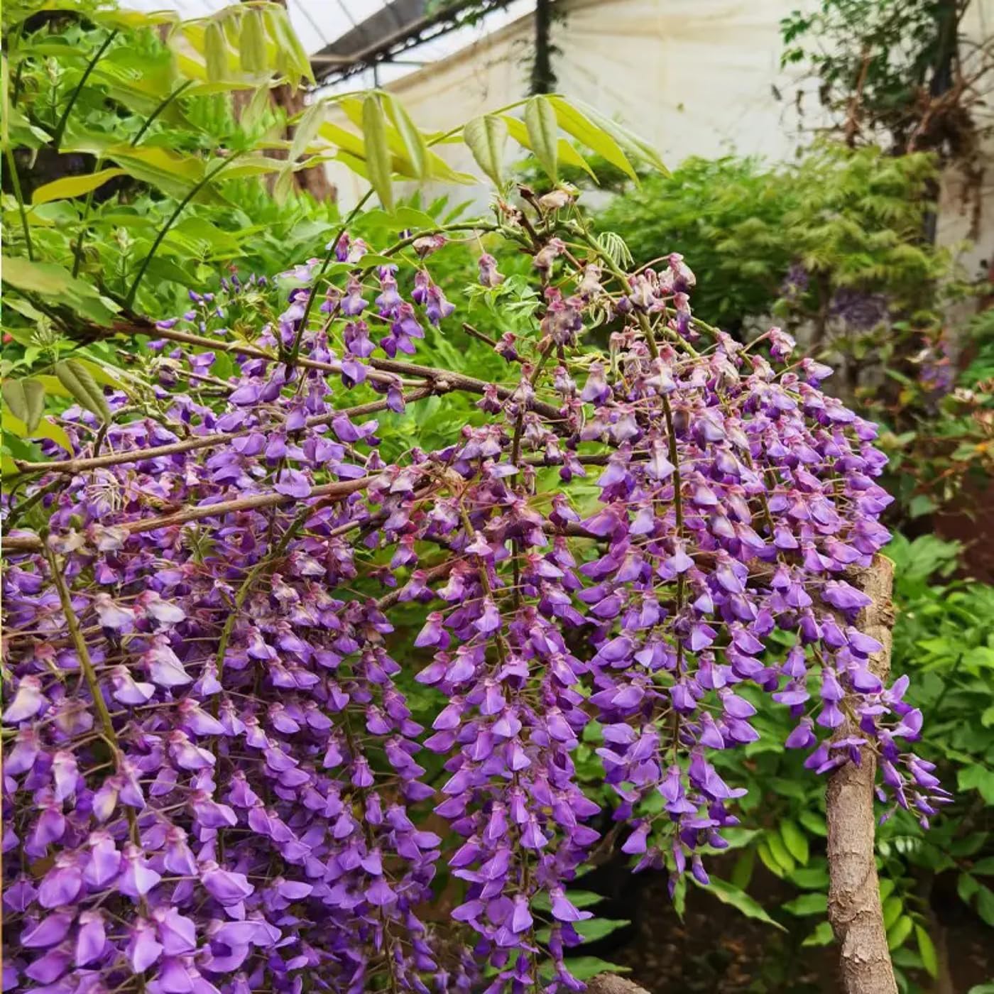 Wisteria Live Tree Seeds for Planting | Live Plants