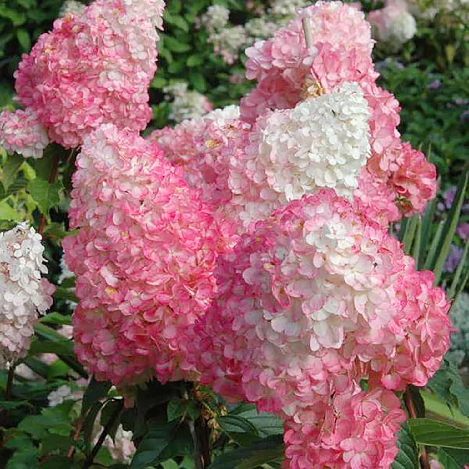 100 Seeds Strawberry Hydrangea Hortensia Flower Seeds Showy Privacy Screens Striking Flower Tree for Pot Ground Bonsai