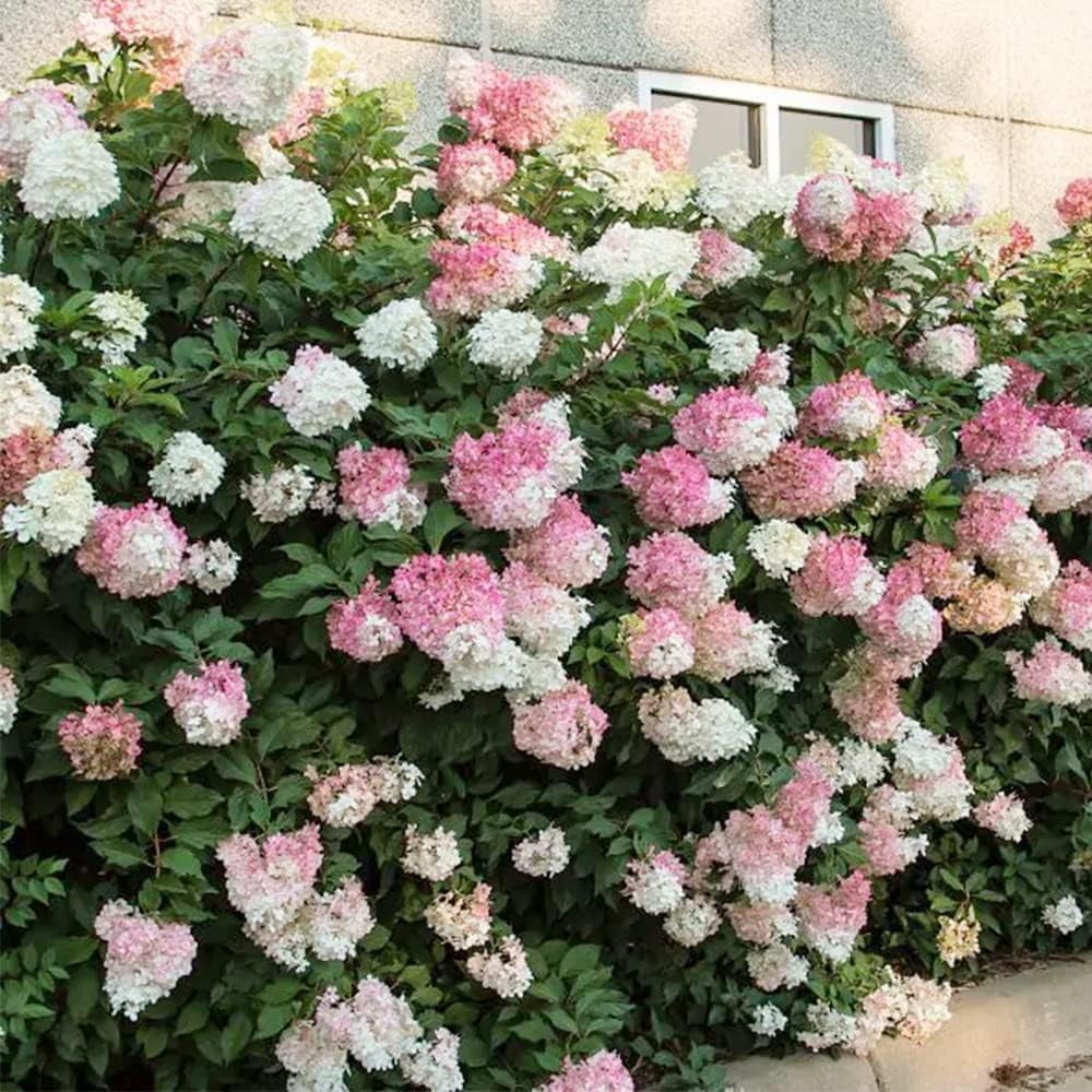 100 Seeds Strawberry Hydrangea Hortensia Flower Seeds Showy Privacy Screens Striking Flower Tree for Pot Ground Bonsai