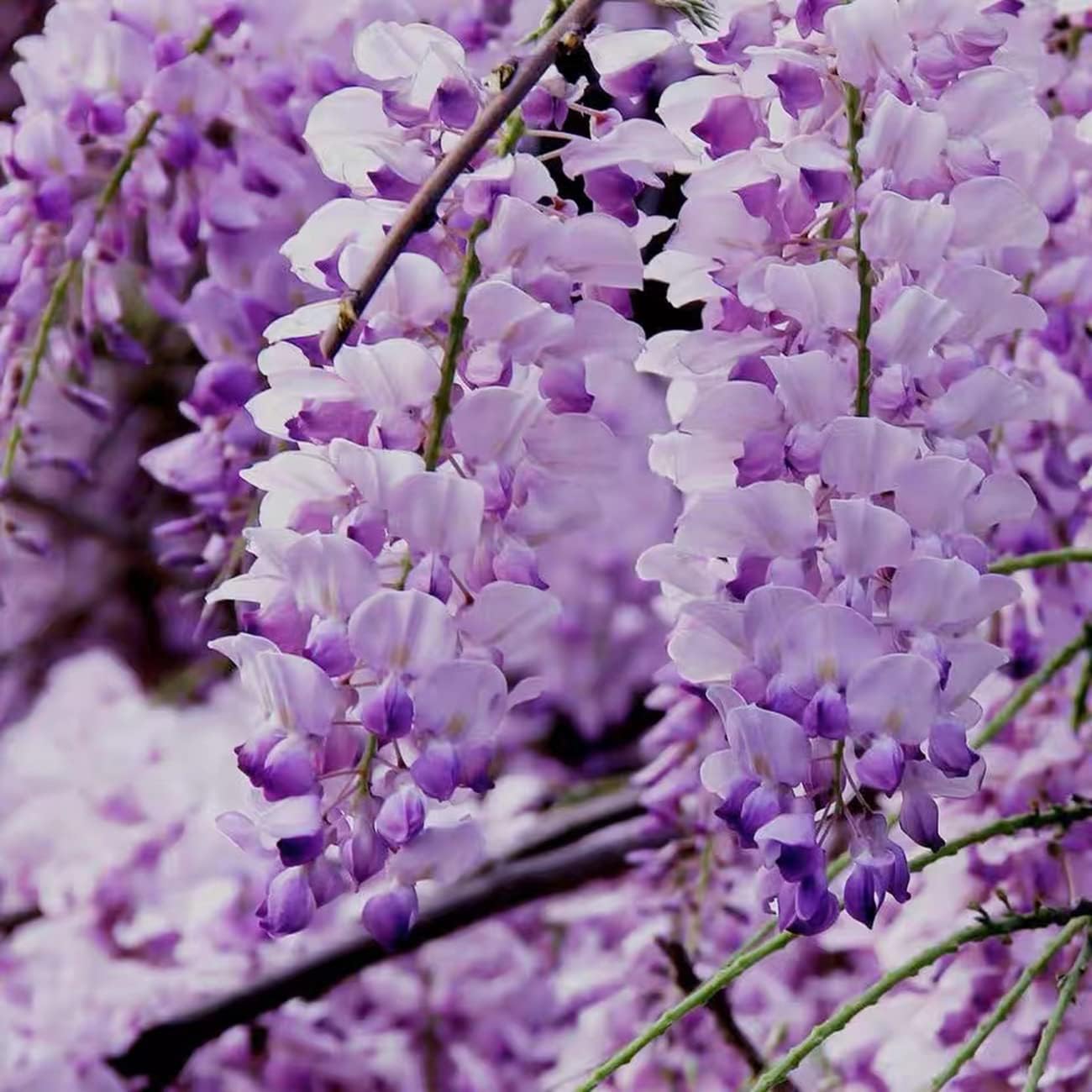Wisteria Live Tree Seeds for Planting | Live Plants