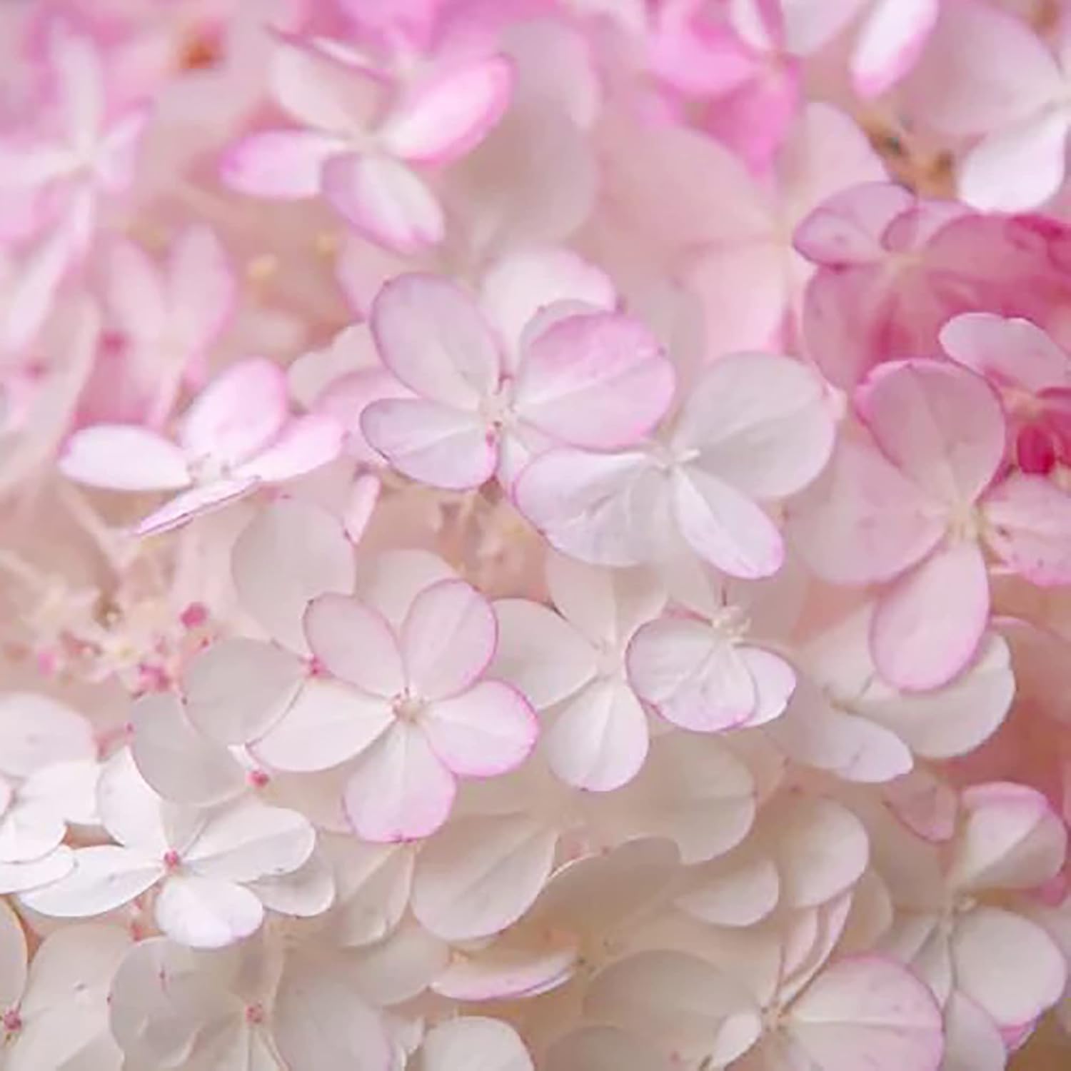 100 Seeds Strawberry Hydrangea Hortensia Flower Seeds Showy Privacy Screens Striking Flower Tree for Pot Ground Bonsai