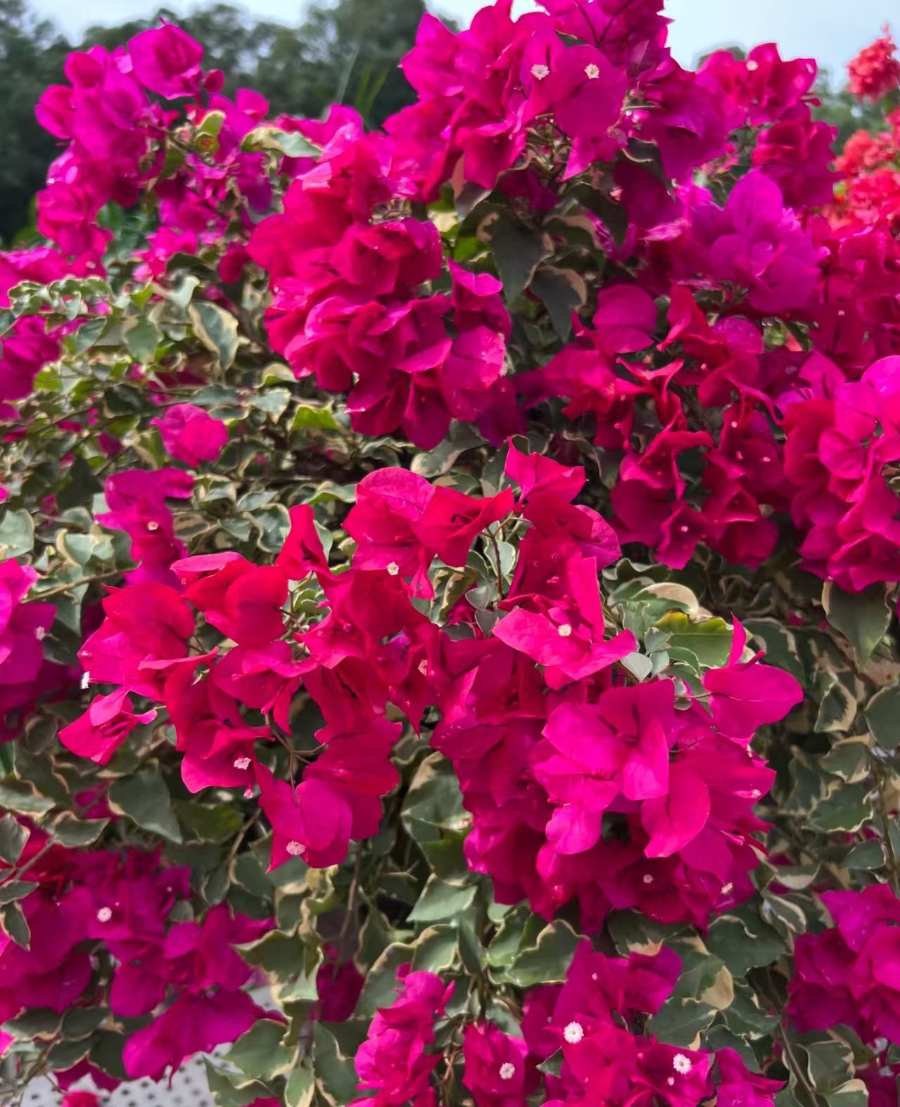 New Fresh 100pcs Bougainvillea Glabra Plant Seeds Generic