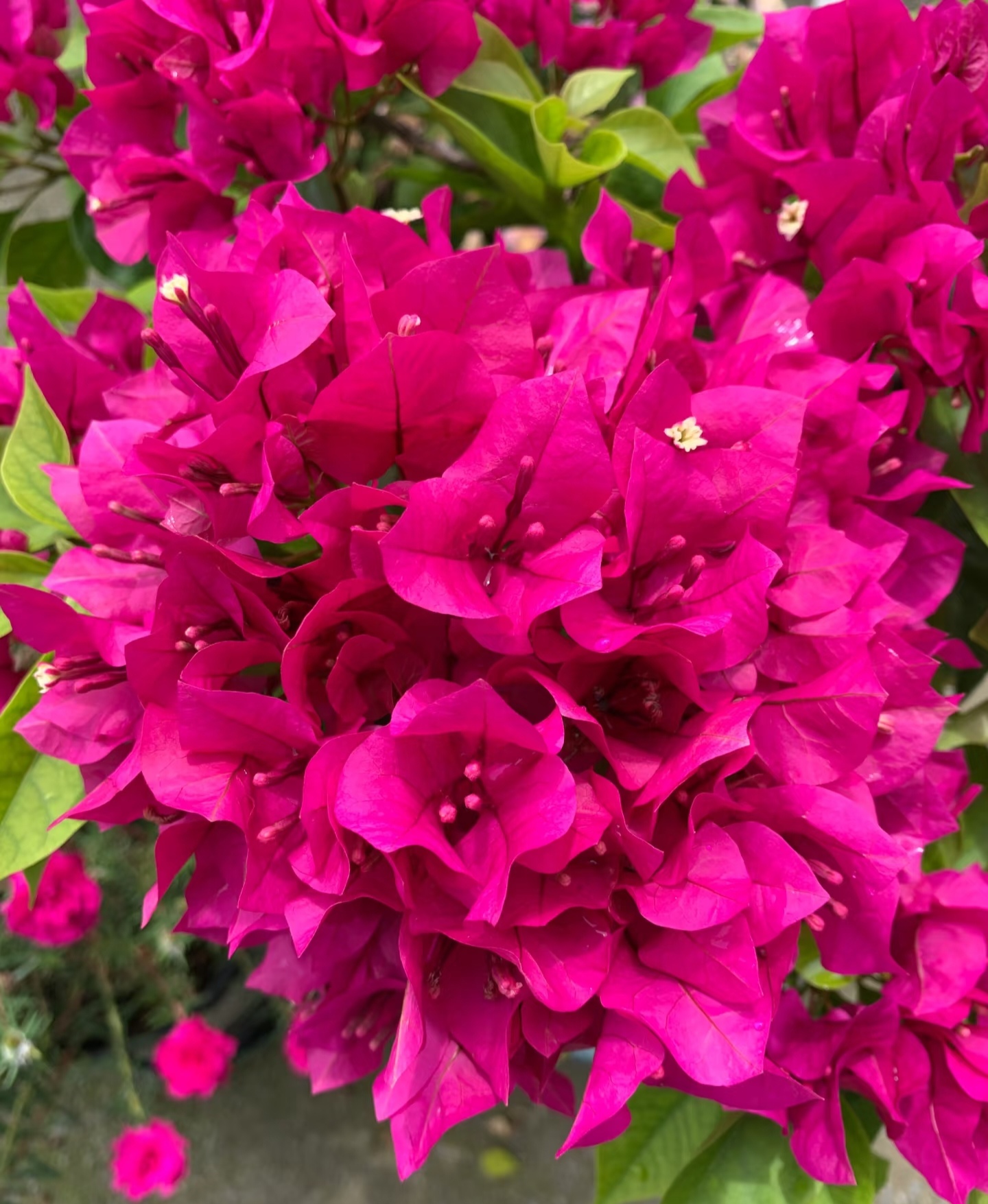 New Fresh 100pcs Bougainvillea Glabra Plant Seeds Generic