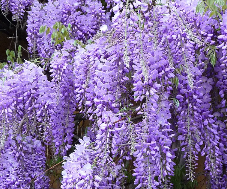 Wisteria Live Tree Seeds for Planting | Live Plants