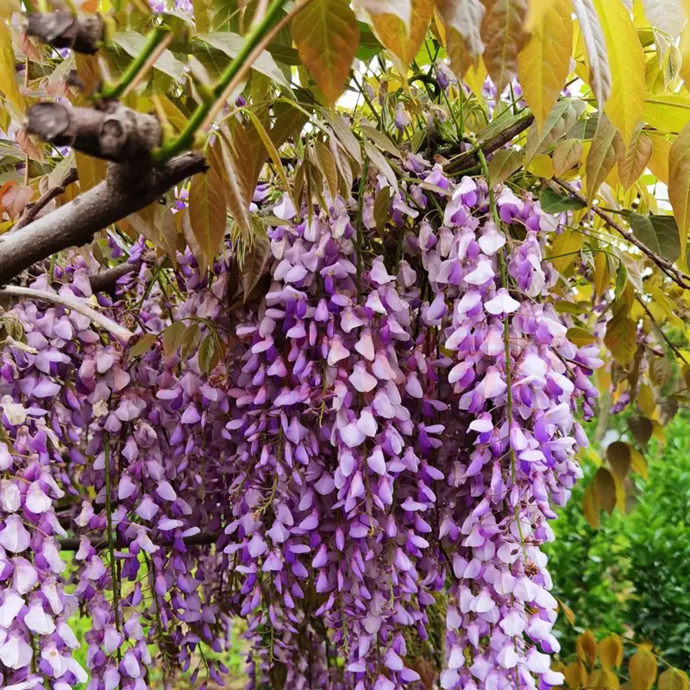 Wisteria Live Tree Seeds for Planting | Live Plants