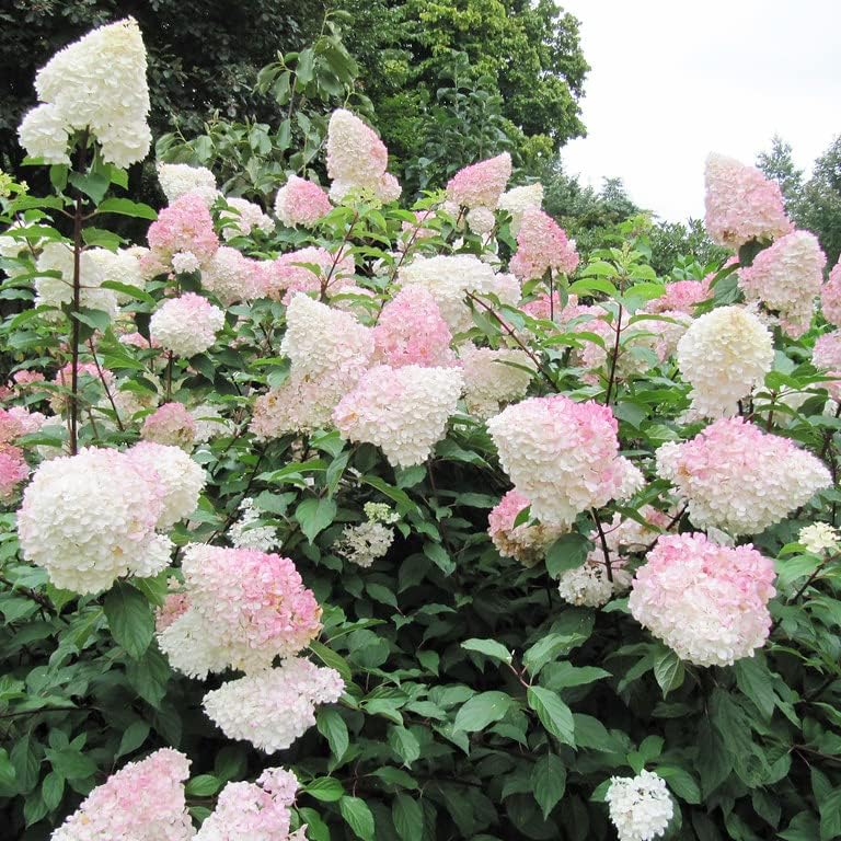 100 Seeds Strawberry Hydrangea Hortensia Flower Seeds Showy Privacy Screens Striking Flower Tree for Pot Ground Bonsai