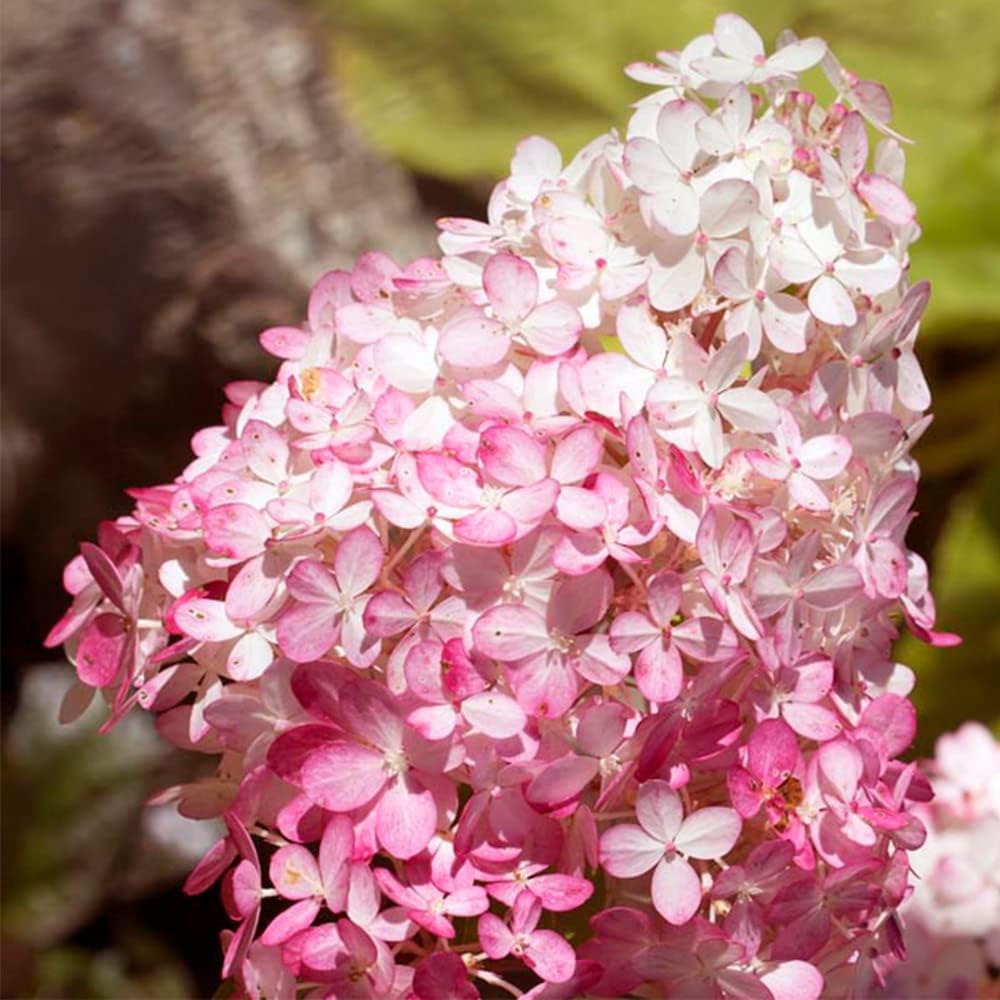100 Seeds Strawberry Hydrangea Hortensia Flower Seeds Showy Privacy Screens Striking Flower Tree for Pot Ground Bonsai