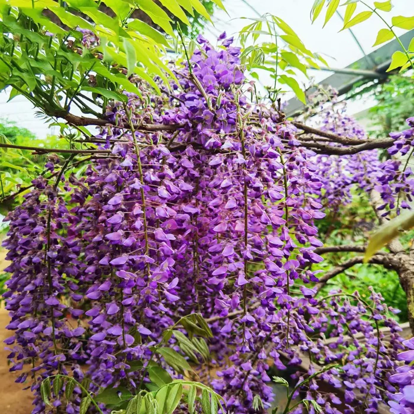 Wisteria Live Tree Seeds for Planting | Live Plants