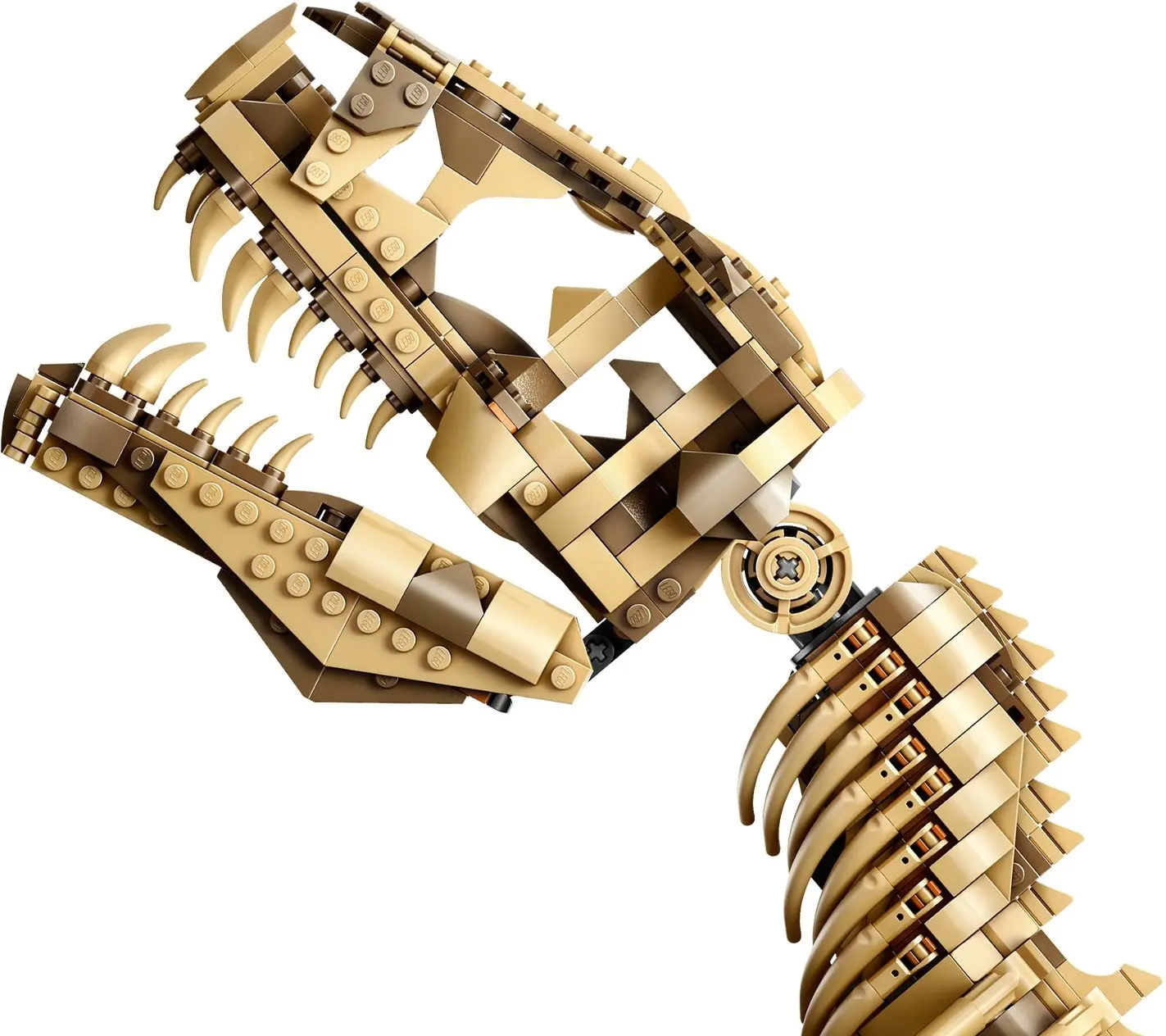 Dinosaur Fossils:Tyrannosaurus Rex 76968